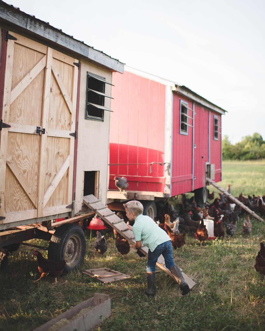 Regenerative Farming: Restoring the Earth, Nourishing your Body!